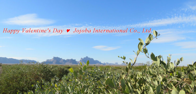 HAPPY VALENTINE’S DAY from JOJOBA INTERNATIONAL CO., LTD.