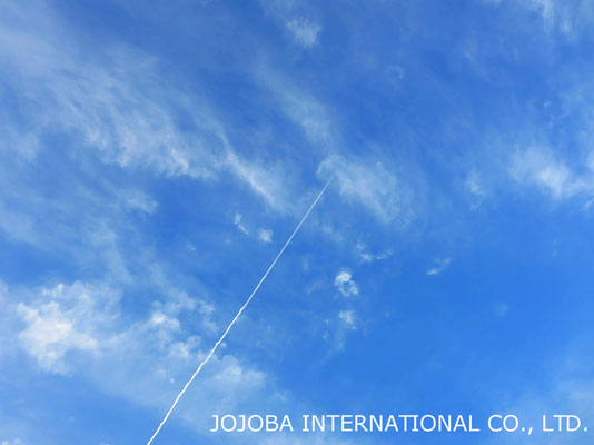 ♔ 見上げれば上空は幾機もの飛行機雲。空が広く飛行機雲も悠々と飛行している様です。