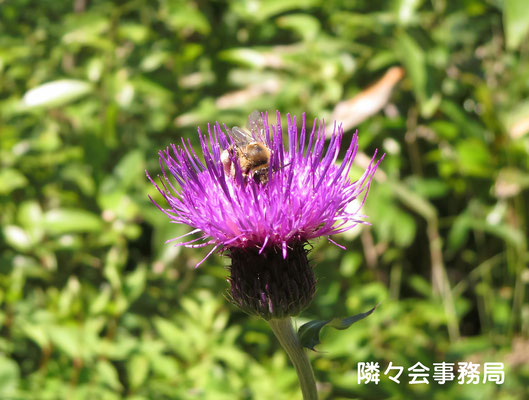 ∞　日本ミツバチとノアザミ