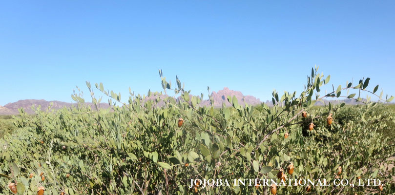♔ 神秘の植物 原種ホホバ（純粋種Sayuri原種ホホバ　雌・Queen）７月　於： 原種ホホバの聖地アリゾナ州ハクアハラヴァレー