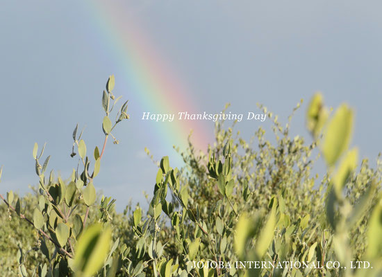 ♔ Happy Thanksgiving Day ♪ JOJOBA INTERNATIONAL CO., LTD.