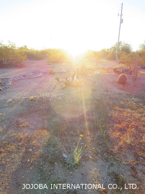 ♔ SUN UP
