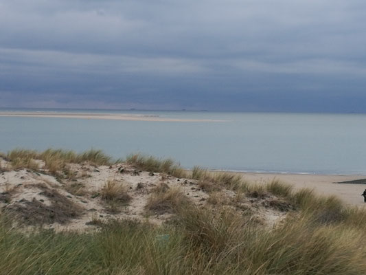 Abendstimmung in Renesse - Sandbank mit Seehunden