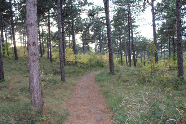 Dünenwald Westerschouwen