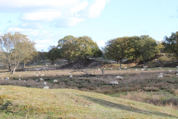 Naturschutzgebiet Zeepeduinen