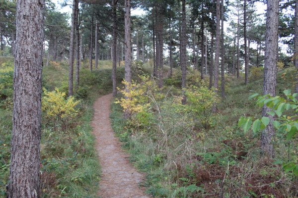 Dünenwald Westerschouwen