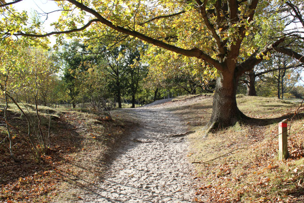 Naturschutzgebiet Zeepeduinen