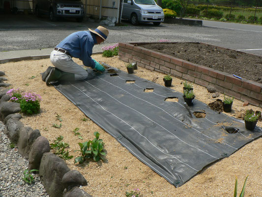 芝桜植付作業