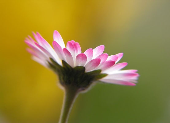Warum hat das Gänseblümchen rote Blütenspitzen?