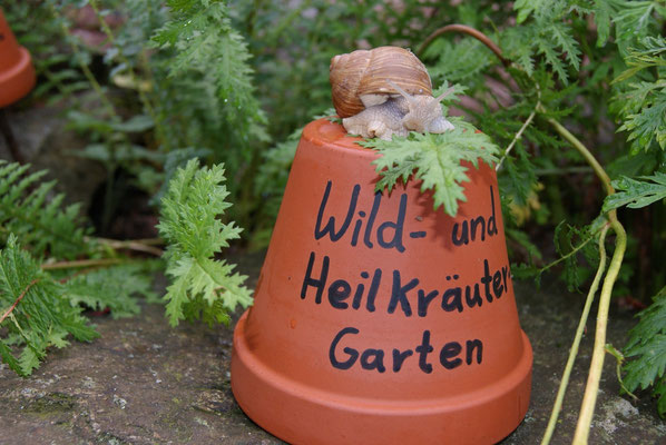 Kräuterführungen in der Steinmühle