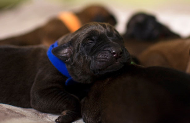 Tosa inu puppies  from Litter H,Yokozuna Yusha kennel