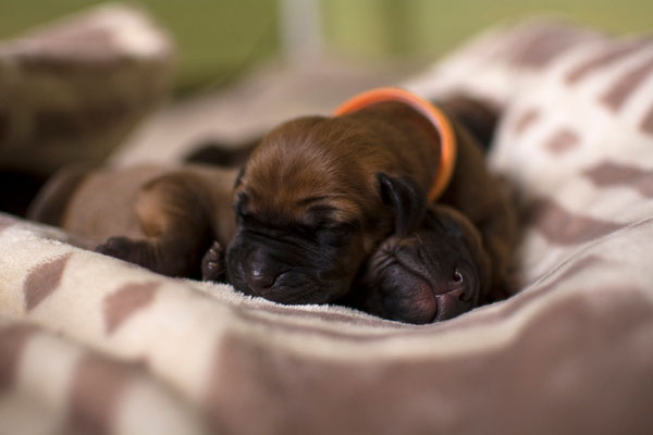 Tosa inu puppies  from Litter H,Yokozuna Yusha kennel