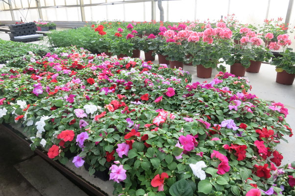 production fleurs 35140 saint aubin du cormier