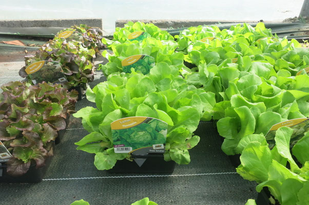 production plants légumes 35140 rives du couesnon
