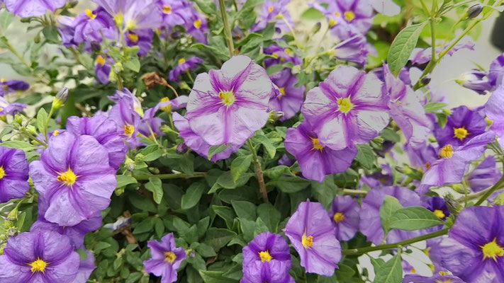 production fleurs 35140 rives du couesnon
