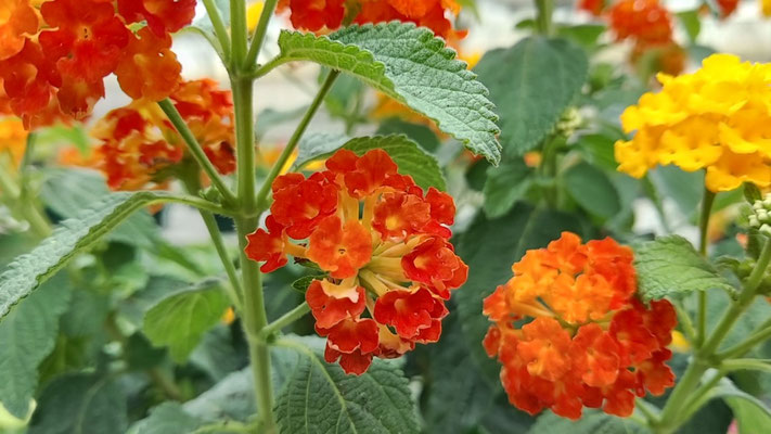 production fleurs 35140 rives du couesnon