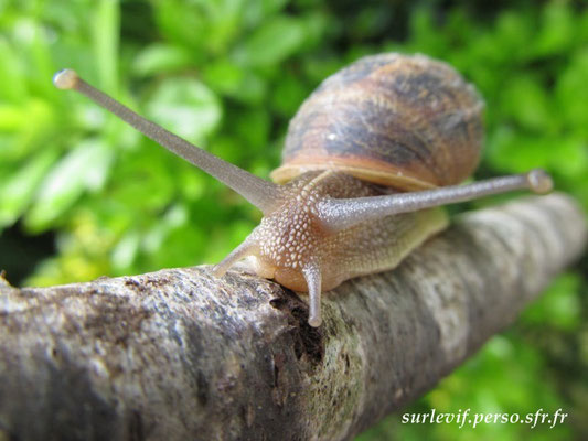 Petit gris - Helix aspersa asperda