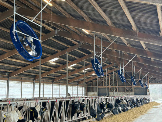EC-Flowstallventilator in einem Rinderstall
