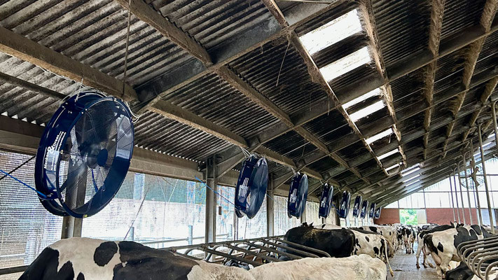 Großvieh-Stallventilator MD-EC-FLOW 1250 Professional im Praxiseinsatz in einem Stall