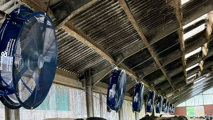 Großvieh-Stallventilator MD-EC-FLOW 1250 Professional im Praxiseinsatz in einem Stall
