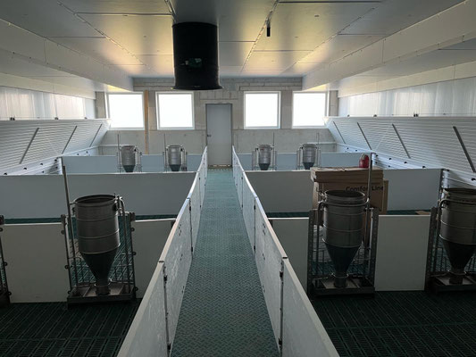 Innenansicht eines neu gebauten Ferkelstalls in Borken