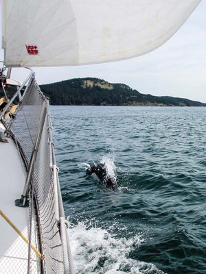 kleine Wale oder Tümmler / Harbour Porpoise