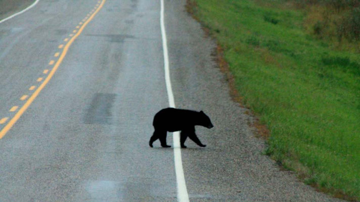 Bär auf der Straße / bear crossing