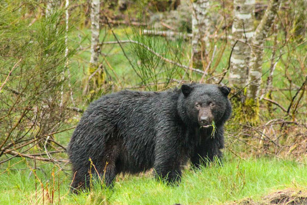 der Schwarzbär / black bear