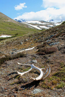 Fundstück (Caribou) / found that! (Caribou endlers)