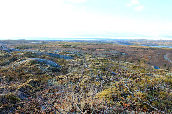 Felslandschaft auf Neufundland / rocky scenery of Newfoundland