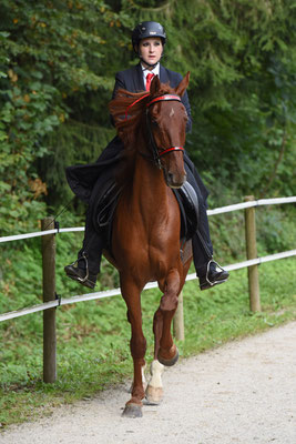 T7 langsamen Tempo Tölt, Handwechsel und beliebiges Tempo Tölt