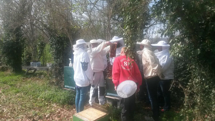 Erste Einblicke in ein Bienenvolk in kleinen Gruppen