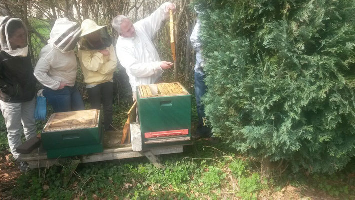 Erste Einblicke in ein Bienenvolk in kleinen Gruppen