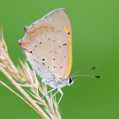Kleiner Feuerfalter - Lycaena phlaeas