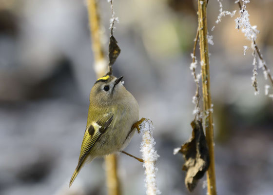 Wintergoldhähnchen