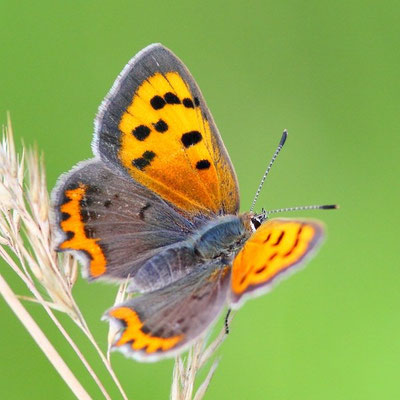 Kleiner Feuerfalter - Lycaena phlaeas