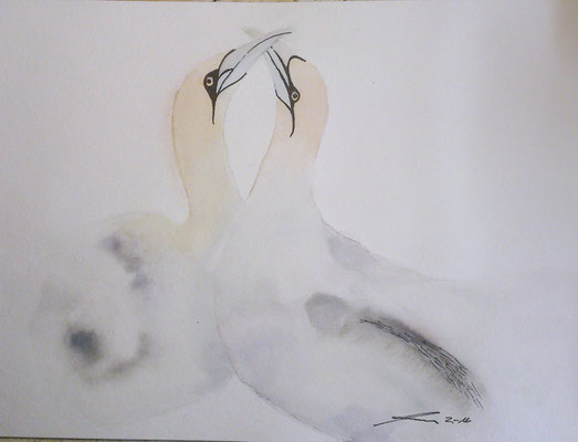 Tölpel, 2-16, Aquarell, 30x40cm