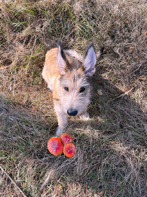 Frida (5 Monate) beim Pilze suchen