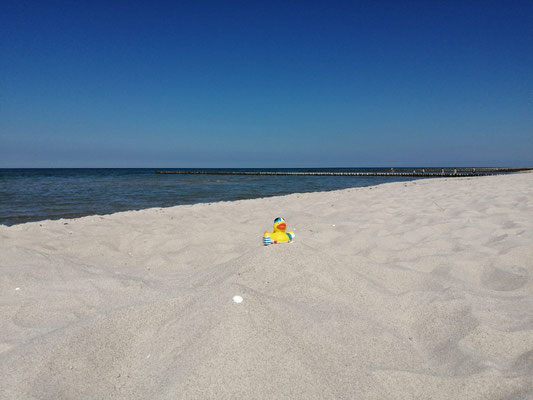 Elli-Ente am Strand von Zingst