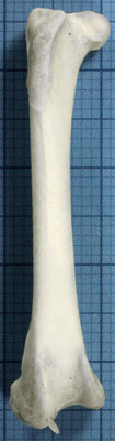 オシドリ　大腿骨