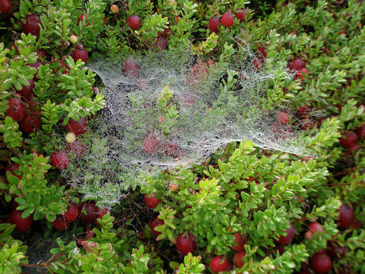  Cranberry Spinnennetz und Morgentau