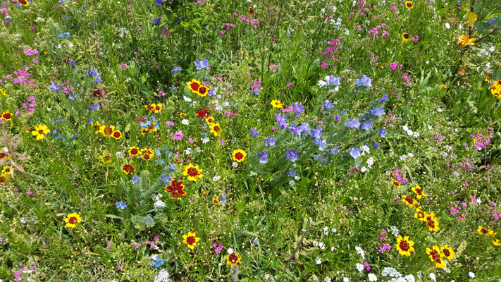 Blumenstreifen mit Hecke