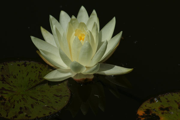  Nymphaea Gold Medal