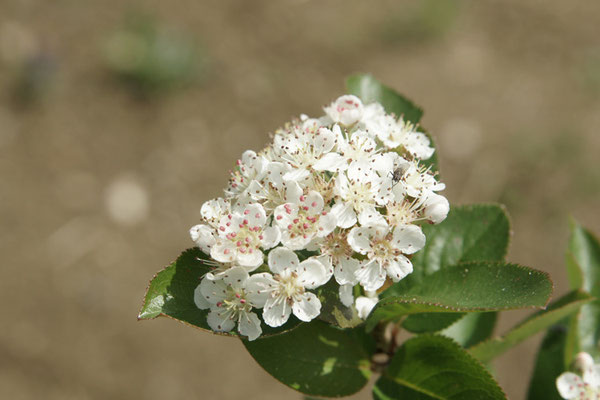 Blütenstand von Aronia arbutifolia