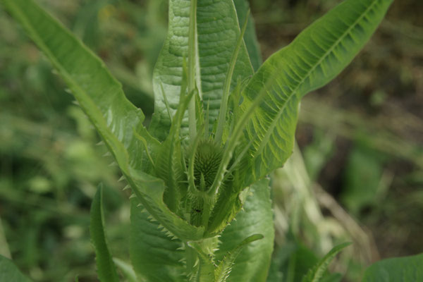 Als Heilpflanze ist die Karde relativ unbekannt. Durch die Fähigkeit ihrer Wurzel gegen Borreliose zu helfen, gewinnt die Karde jedoch zunehmend an Bedeutung. 