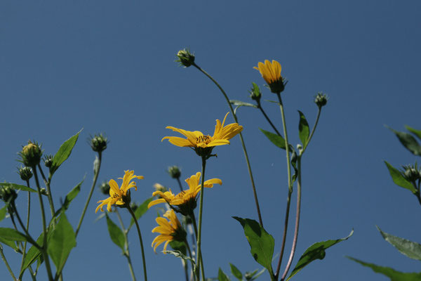 Topinambur ist eine Pflanze aus der Familie der Korbblütler und zählt zur selben Gattung wie die Sonnenblume. Sie ist eine Nutzpflanze, deren Wurzelknolle primär für die Ernährung genutzt wird.