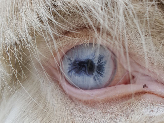 Eine Besonderheit unter den Eseln stellt der Österreichisch-Ungarische Weiße Barockesel mit seinem cremfarbenen Fell und den hellblauen Augen dar.