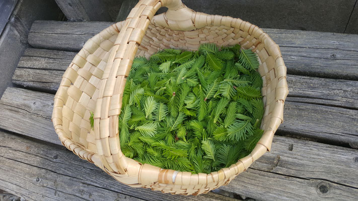 Fichten und Tannenwipfel für Sirup und Honig