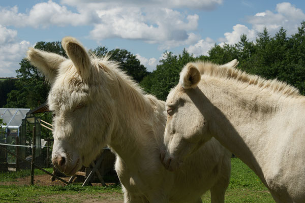 Samuel und Pepita 