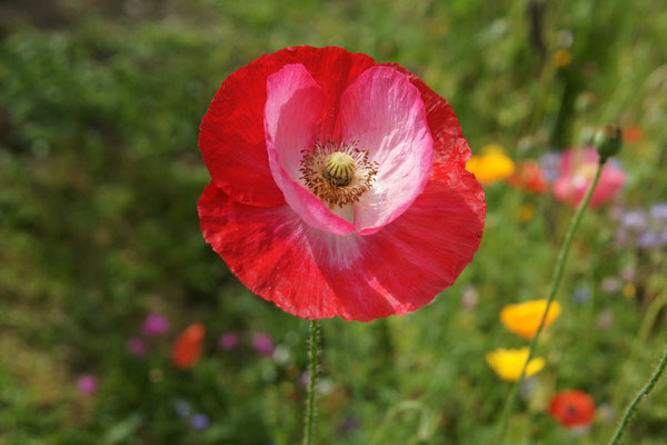 Mohn